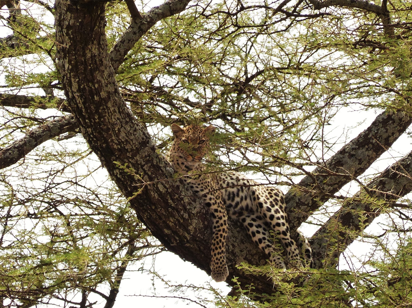 guépard