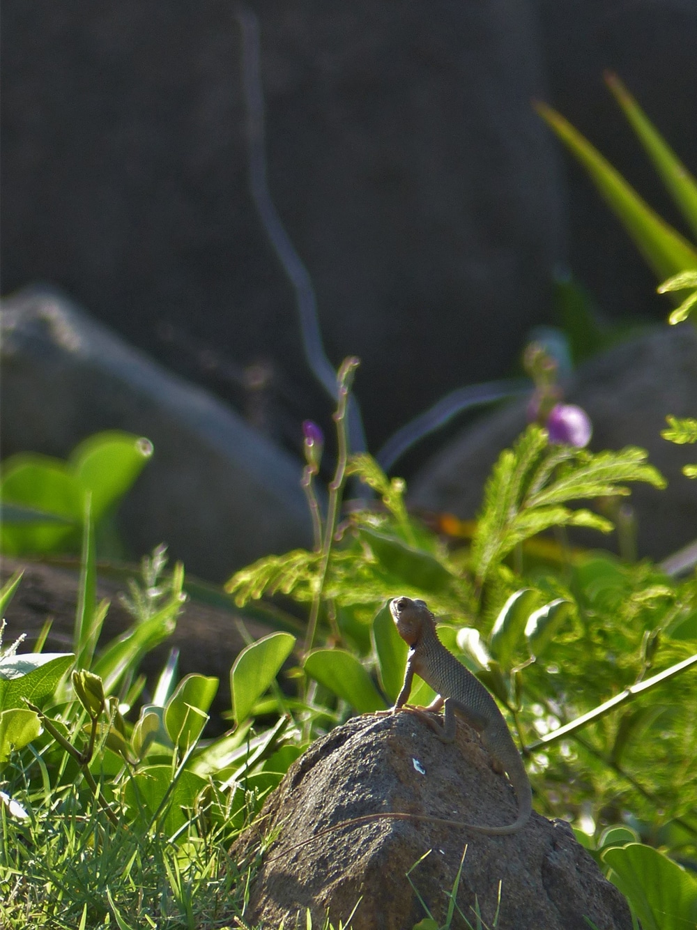 lezard-maurice